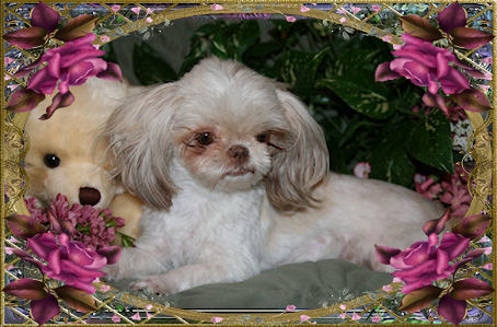 Cali, Liver & White, Chocolate factor - Chinese Imperial Shih Tzu tiny puppies for sale